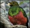 [bird-quetzal]
