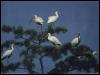 [bird012-WhiteIbises-Flock perching on tree]