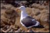 [bird017-WesternGull-Standing on rock-Closeup]