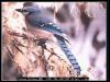 [bird151-BlueJay-Perching on tree-RearView]