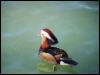 [bird15a2-MandarinDuck-Male-Floating]