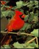 [cardinal-RedBird1]