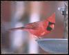 [cardinal04-Male on bird feeder]