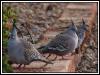 [crested pigeons 1]