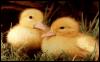 [duck-2chicks-bird065]