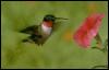 [hummingbird1]