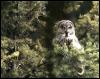 [GreatGrayOwl 09-Perching on pine tree]
