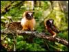 [NorthernSaw-WhetOwls-Pair on tree]