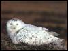 [SnowyOwl 06-Sitting on nest]