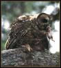 [SpottedOwl 01-Hunted A Mouse-OnRock]