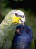 [Venezuela f11b0048-Parrots-HeadCloseup]