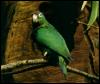 [parrot-PuertoRicanAmazon]