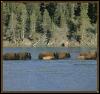 [AMERICANBISON 04-HERD-CROSSING-THE-RIVER]
