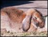 [Bunny Lopear5-Rabbit-Sleeping]