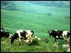 [TongroPhoto-k33-MilkCows-Herd]