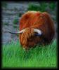 [highland cow 02]