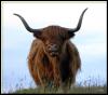 [highland cow 06]