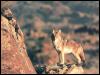 [Coyote 125-Standing on cliff rock]