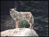 [Coyote 131-Standing on rock]