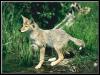 [Coyote Young by the swamp]