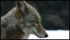 [Coyote profile]