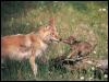 [Coyotes 137-Mom n baby]