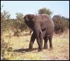 [AfricanElephant 01-Walking in bush]