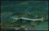 [4 Red-tailedCatfish]