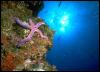 [Galapagos SeaStar 02-Starfish]