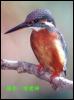 [LeoPhoto-bi-a24-CommonKingfisher OnBranch]