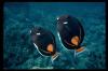 [TropicalFish 2-AchillesTangFishes-Pair-Closeup]