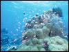 [UnderTheSea-d3d Corals n TropicalFishes]