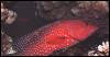 [UnderWater-GrouperFish3-Red]