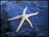 [WhiteStarfish H01b0081]