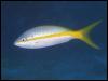 [Yellow-stripedTroficalFish H03d0056]