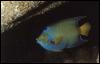 [area742-TropicalFish-WeirdButterflyfish]