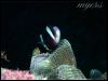 [black anemonefish-On SeaAnemone]
