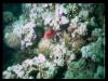 [deepsea-CoralFish-sub00041]