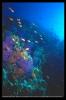 [deepsea-PurpleCorals n fishes-sub00068]