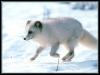 [ArcticFox 03-Runs on snow]