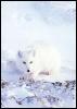 [ArcticFox cover-Sitting on snow]