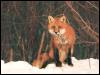 [RedFox 117-Sitting on snow forest]