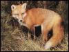 [RedFox 120-Standing in pine forest]