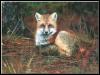 [RedFox 125-Sitting in forest]
