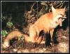 [RedFox 126-Full yawning-Sitting in forest]
