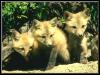 [RedFox Young-3Pups]