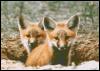 [RedFoxes1-2Pups]