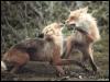 [RedFoxes 105-fighting]
