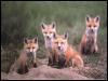 [RedFoxes 109-4Puppies]