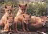 [RedFoxes 110-Mom n 4puppies]
